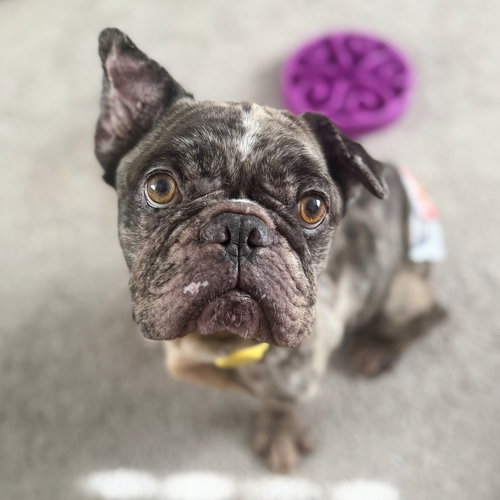 Nathan Drake, an adoptable French Bulldog in Oakland, CA