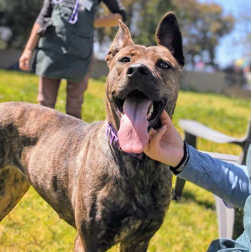 Chrisi, an adoptable Shepherd in Oakland, CA