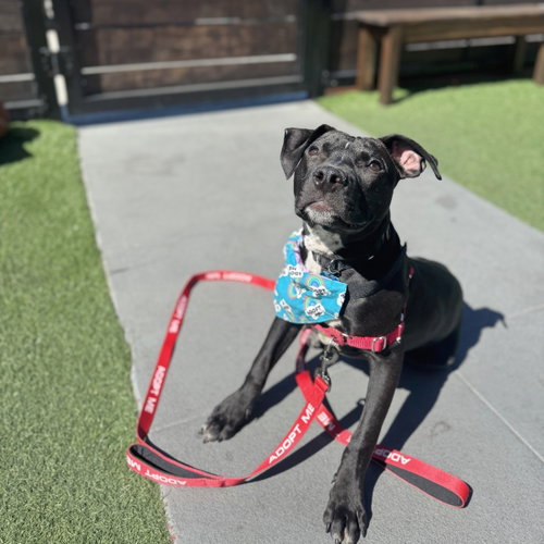 picture of the dog needing adoption