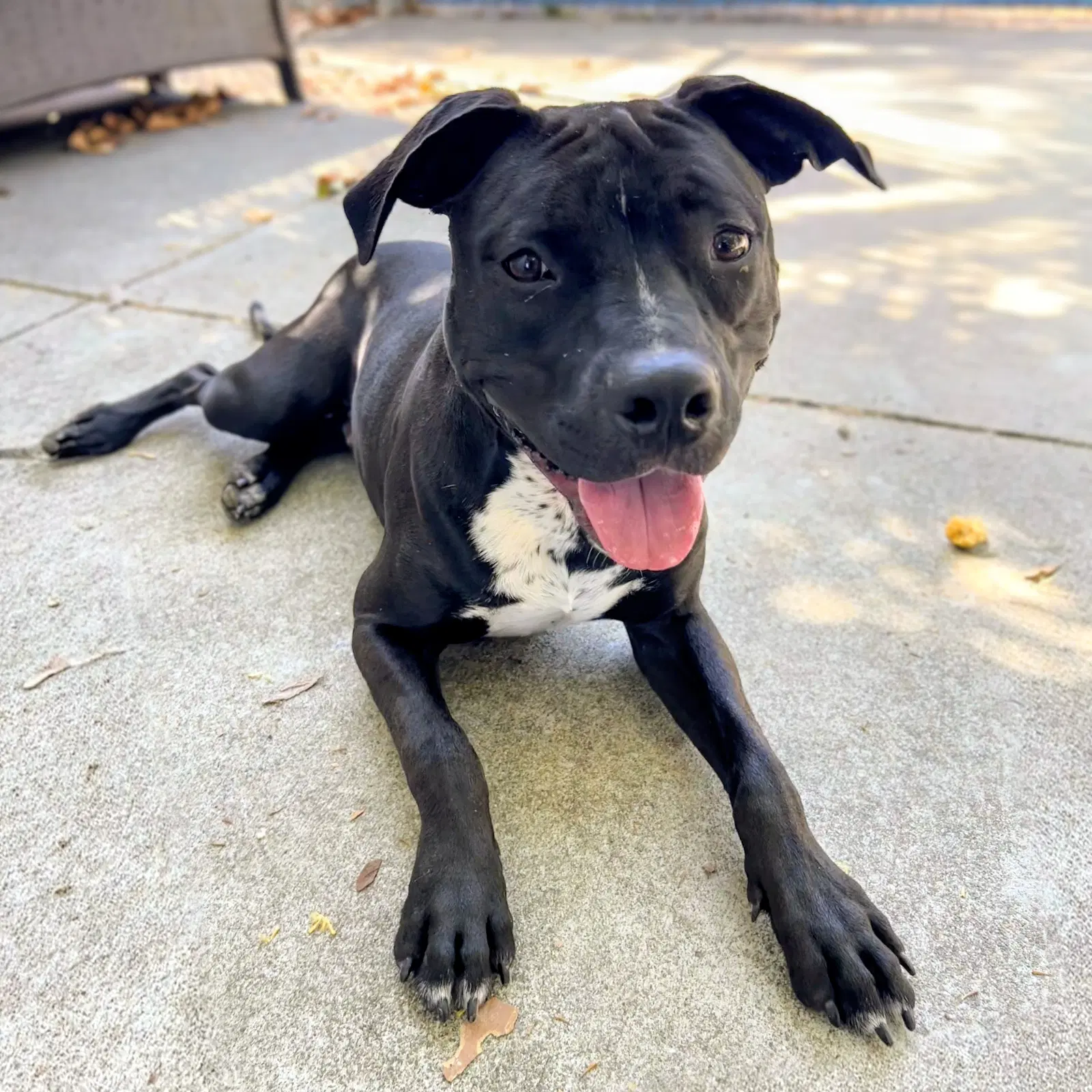 Harper - American Pit Bull Terrier