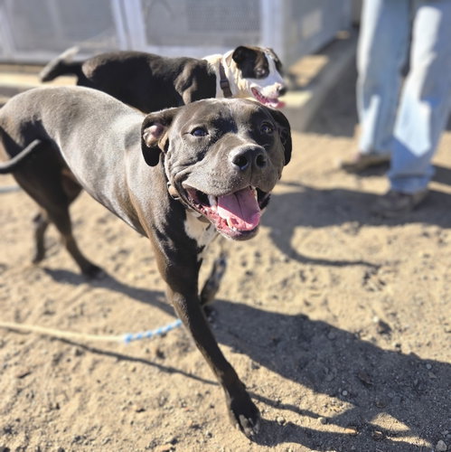 Harper, American Pit Bull Terrier / Mixed