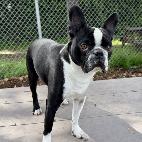picture of the dog needing adoption