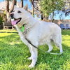 Polar Bear - Photo 2
