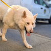 Polar Bear - Photo 6