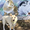 Polar Bear - Photo 3