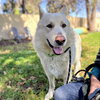 Polar Bear - Photo 8