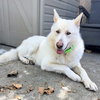 Polar Bear - Photo 4
