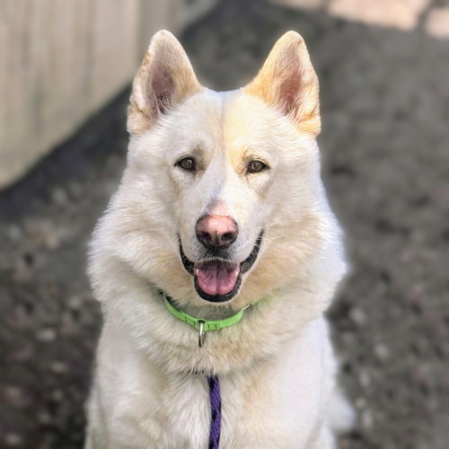 picture of the dog needing adoption