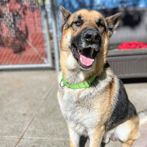 picture of the dog needing adoption