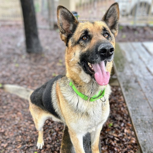 picture of the dog needing adoption
