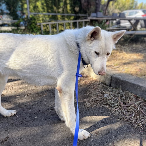 JOAN - German Shepherd Dog available for adoption