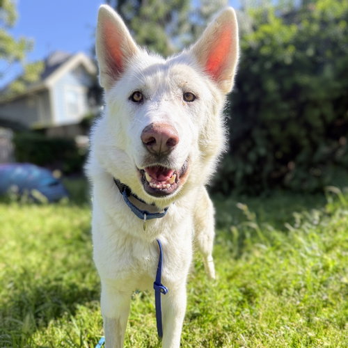 Joan, an adoptable German Shepherd Dog in Oakland, CA