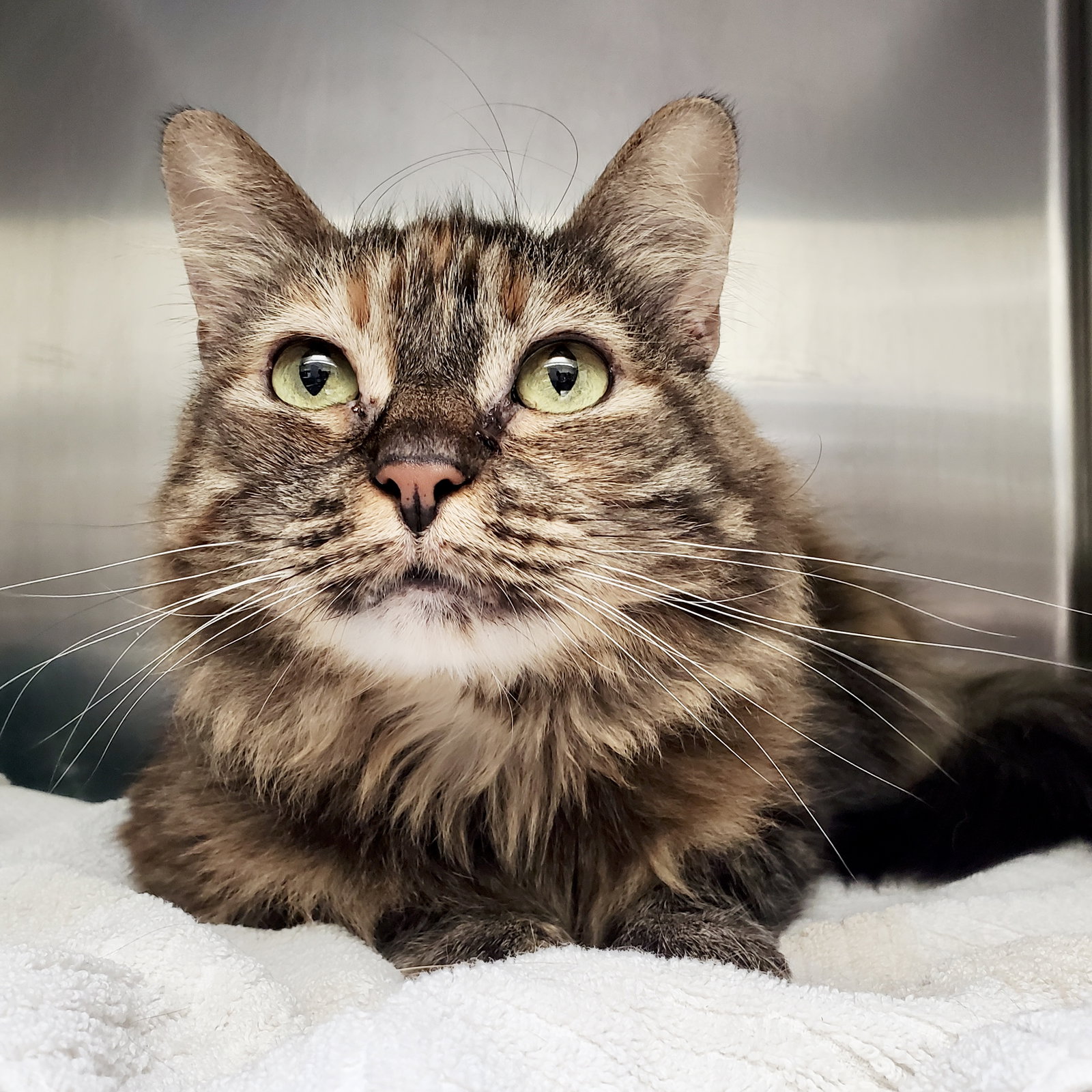 Nala Image