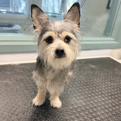 picture of the dog needing adoption