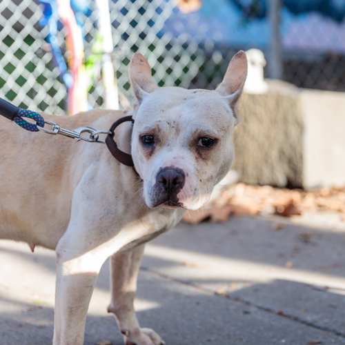 picture of the dog needing adoption