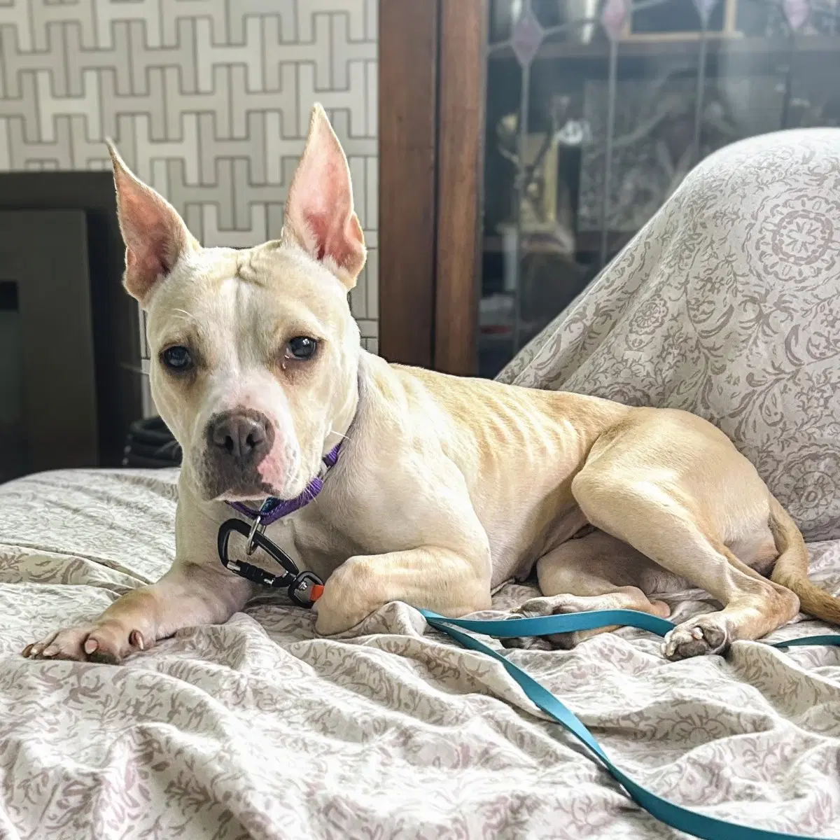 Demi - Pit Bull Terrier