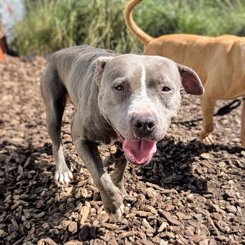 ROMI - Pit Bull Terrier available for adoption