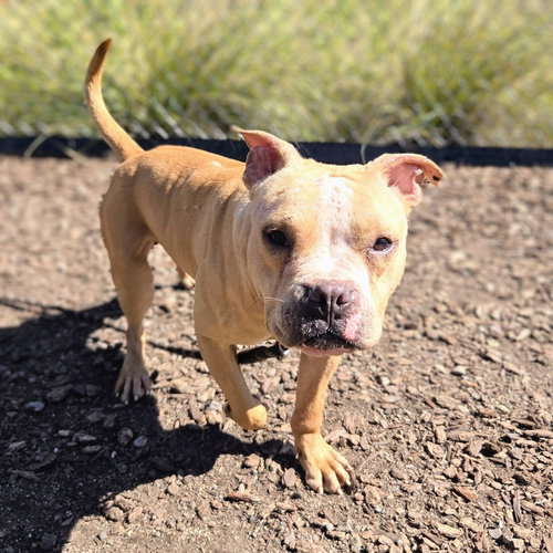 DECIMAL - Pit Bull Terrier available for adoption