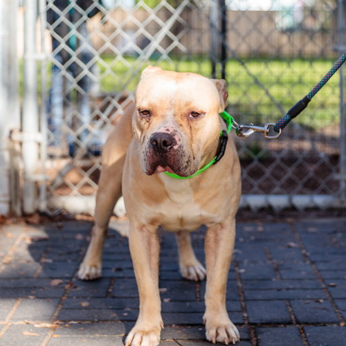 picture of the dog needing adoption