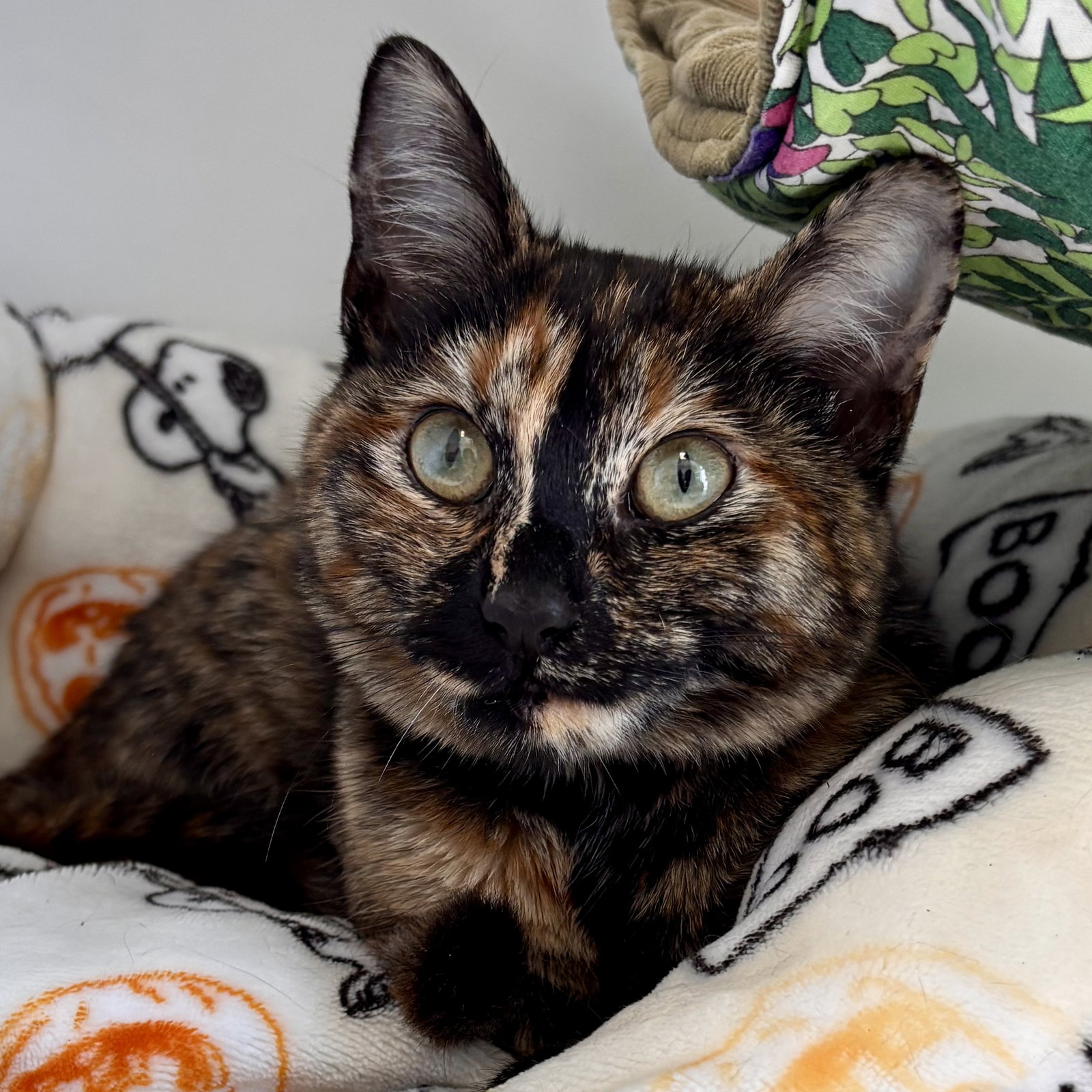 Noemi Image