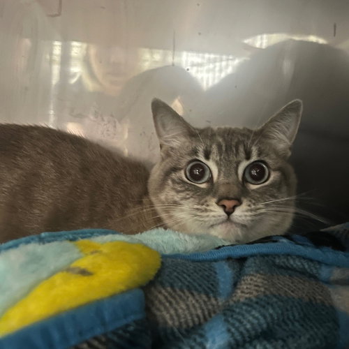 Luca (bonded w/ Roma), an adoptable Domestic Short Hair in Oakland, CA