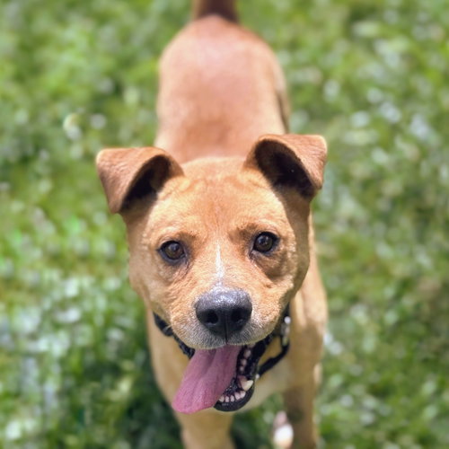 Cicero, an adoptable Unknown breed in Oakland, CA