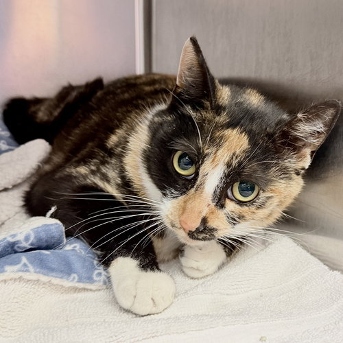 Ramona, Young Domestic Short Hair / Mixed (short coat), cat for adoption in Oakley, California
