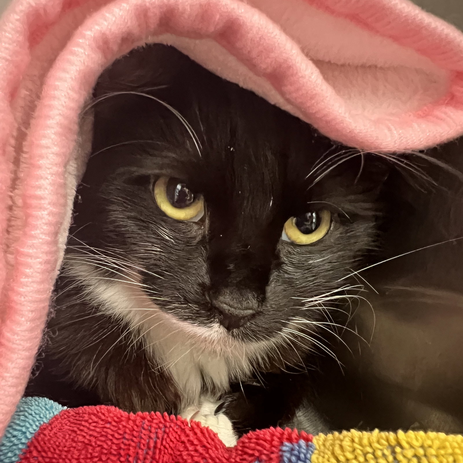Daphne (bonded w/ Francesca) Image