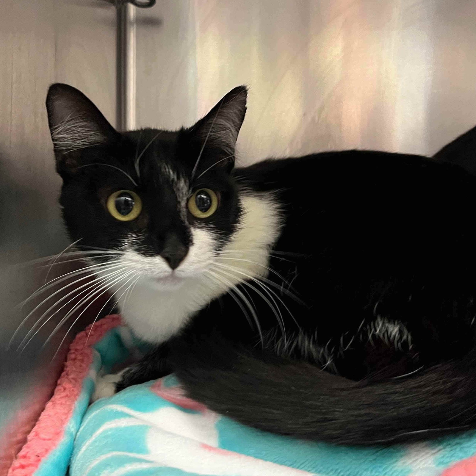 Edwina (bonded w/  Kate ) Image