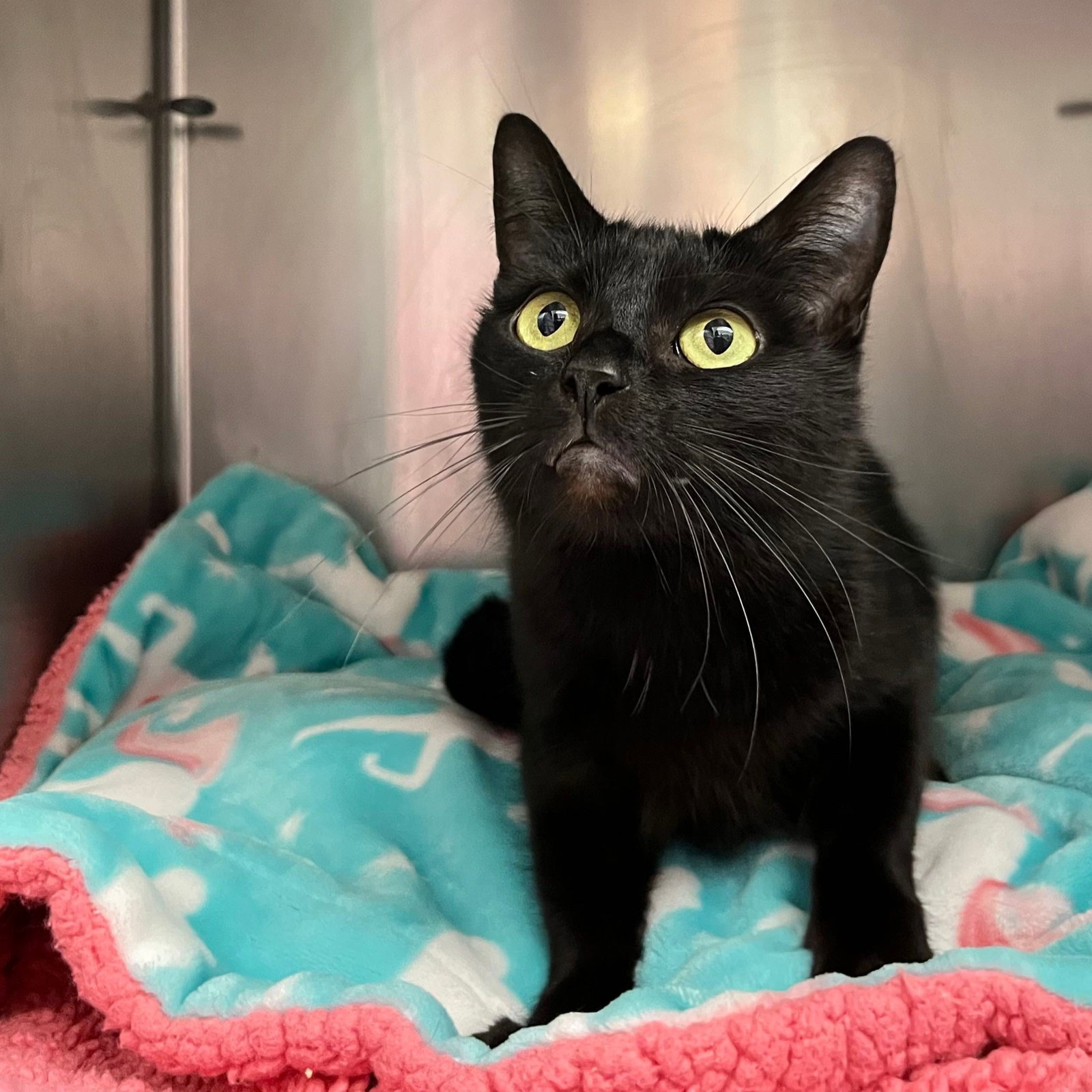 Kate (bonded w/ Edwina) Image