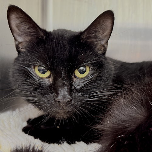 Paddington Bear, an adoptable Domestic Short Hair in Oakland, CA