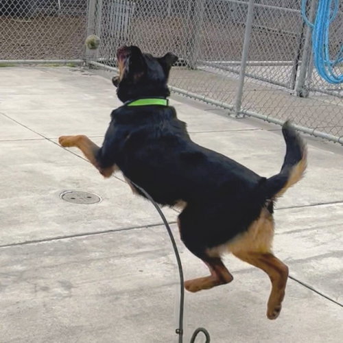 KENJI - Rottweiler available for adoption