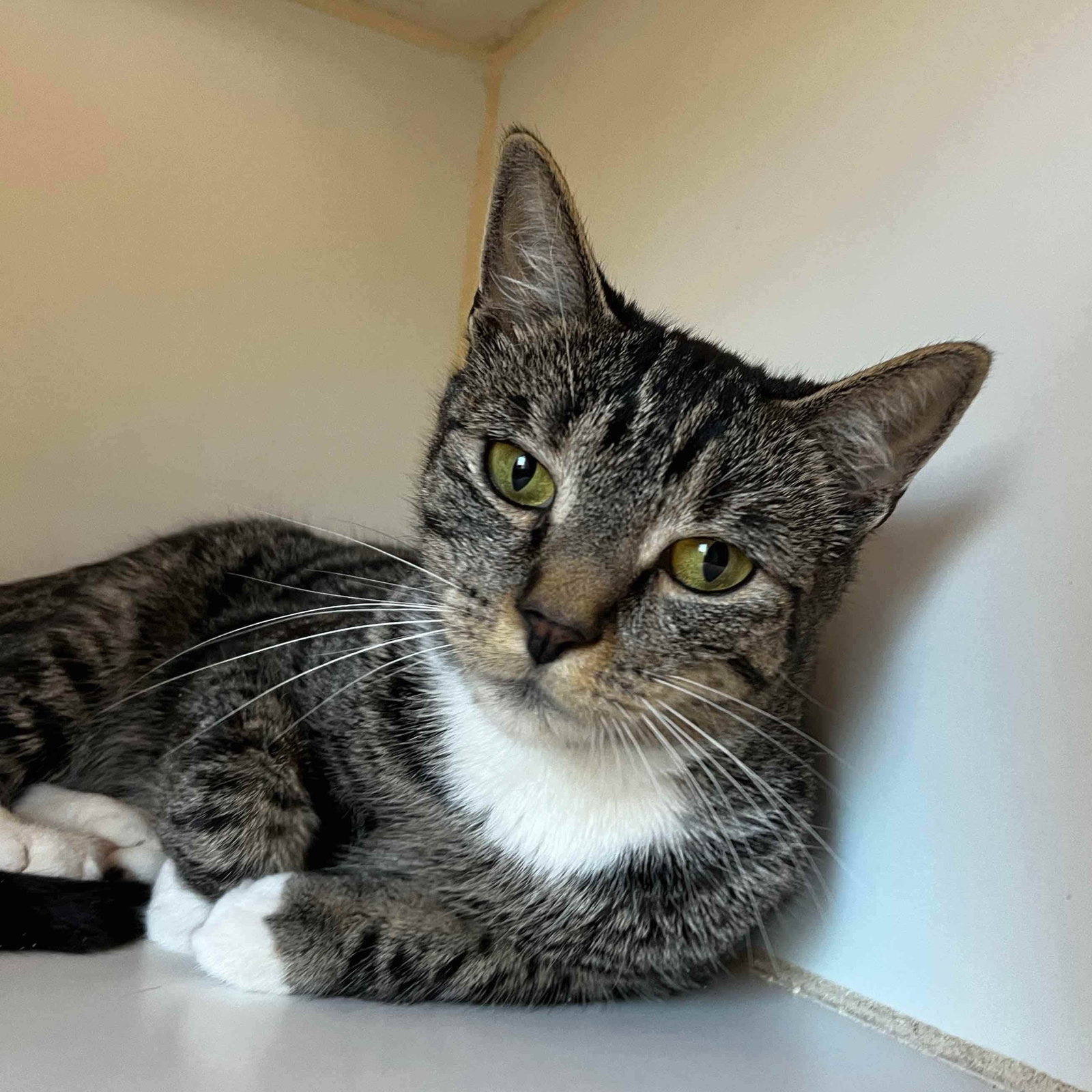 Penelope (bonded w/ Eloise) Image