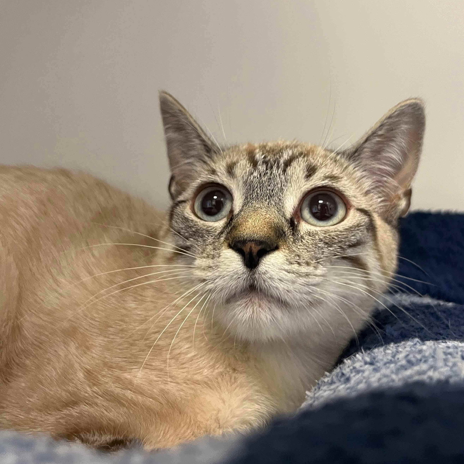 Rosamund (bonded w/ Posy) Image