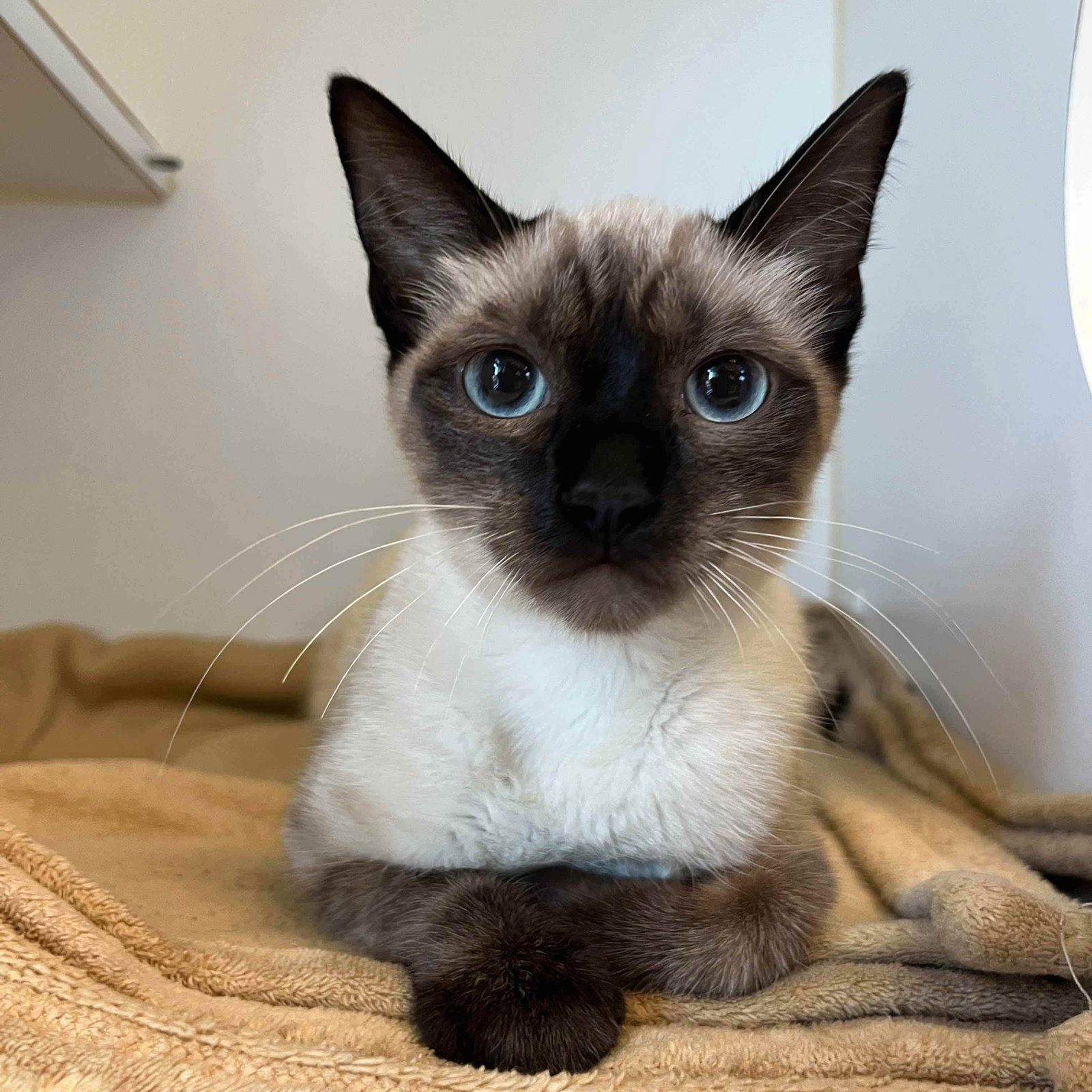 Eloise (bonded w/ Penelope) Image