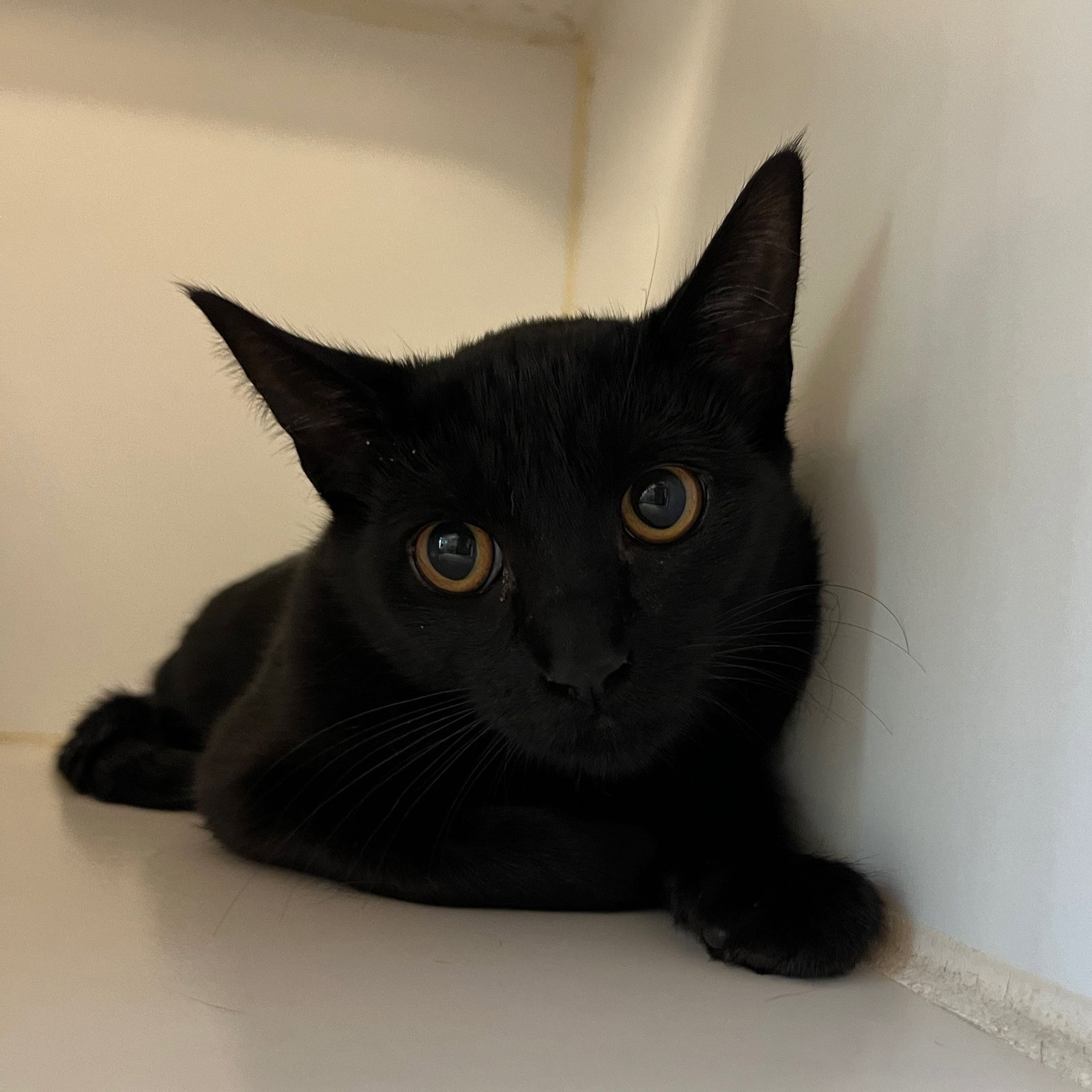 Posy (bonded w/ Rosamund) Image