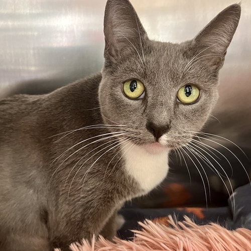 Diamond, an adoptable Domestic Short Hair in Oakland, CA