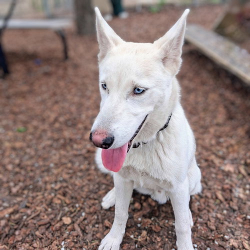 Frost, an adoptable Husky in Oakland, CA