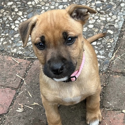 Scarlet, an adoptable German Shepherd Dog in Oakland, CA