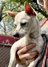 SNOW - Chihuahua available for adoption