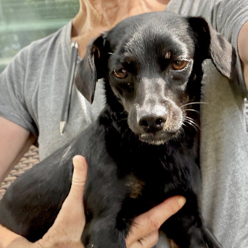 LITA - Terrier available for adoption
