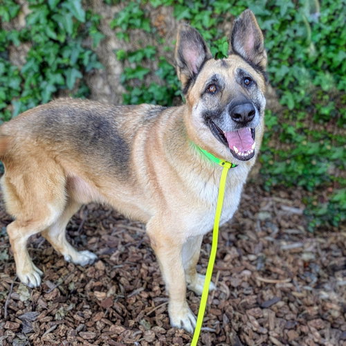 OLIVO - German Shepherd Dog available for adoption