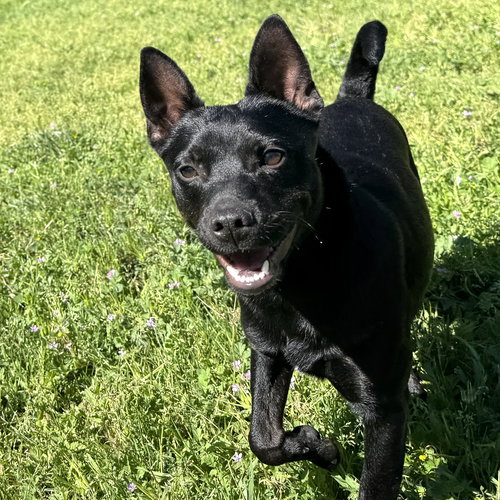 CHANDLER - Chihuahua / Schipperke available for adoption