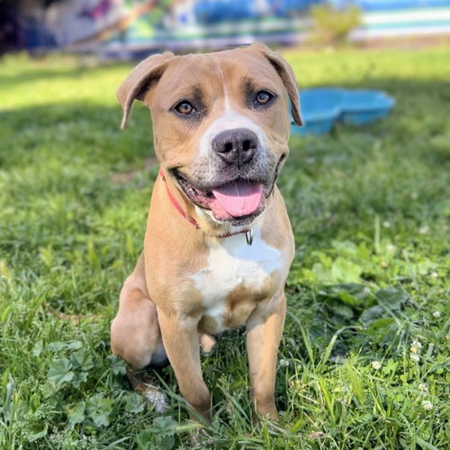 picture of the dog needing adoption