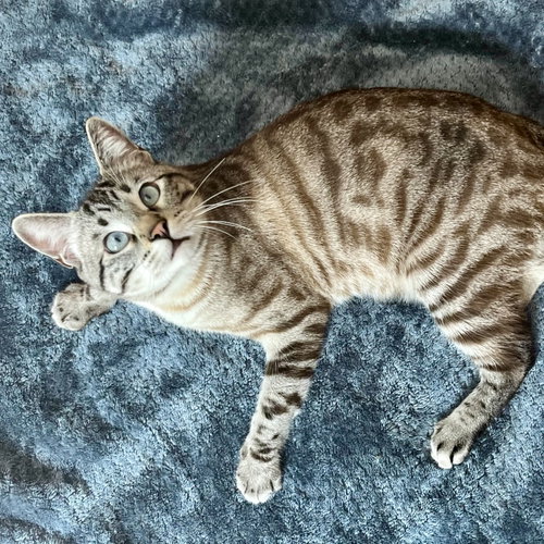 Frosty (bonded w/Toto), an adoptable Domestic Short Hair in Oakland, CA