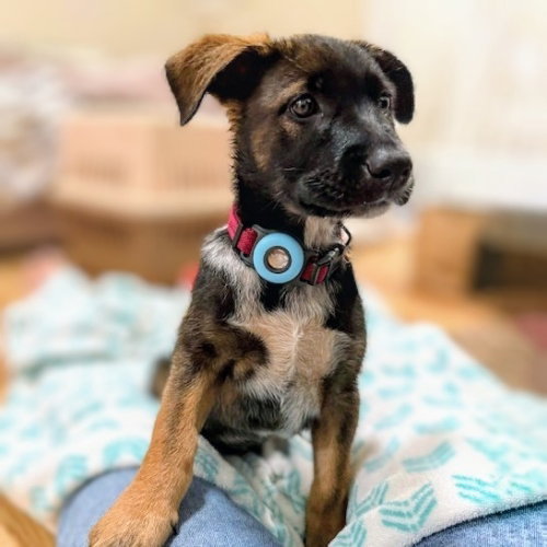 BONNET - German Shepherd Dog available for adoption
