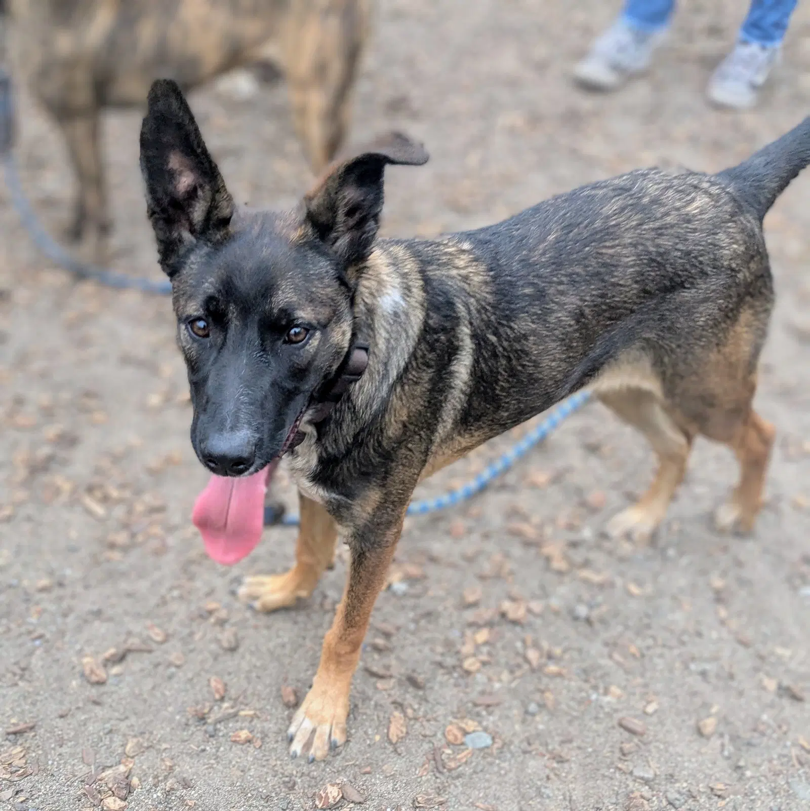 Bonnet - German Shepherd Dog