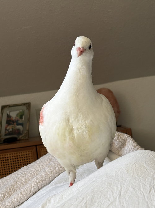 Birb