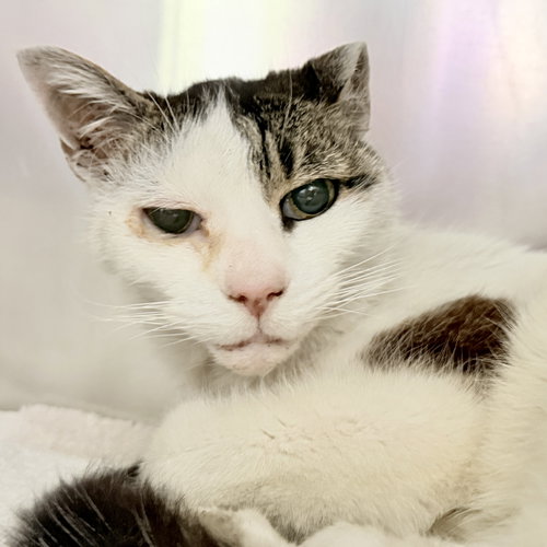 Rue, Senior Domestic Short Hair / Mixed (short coat), cat for adoption in Oakley, California