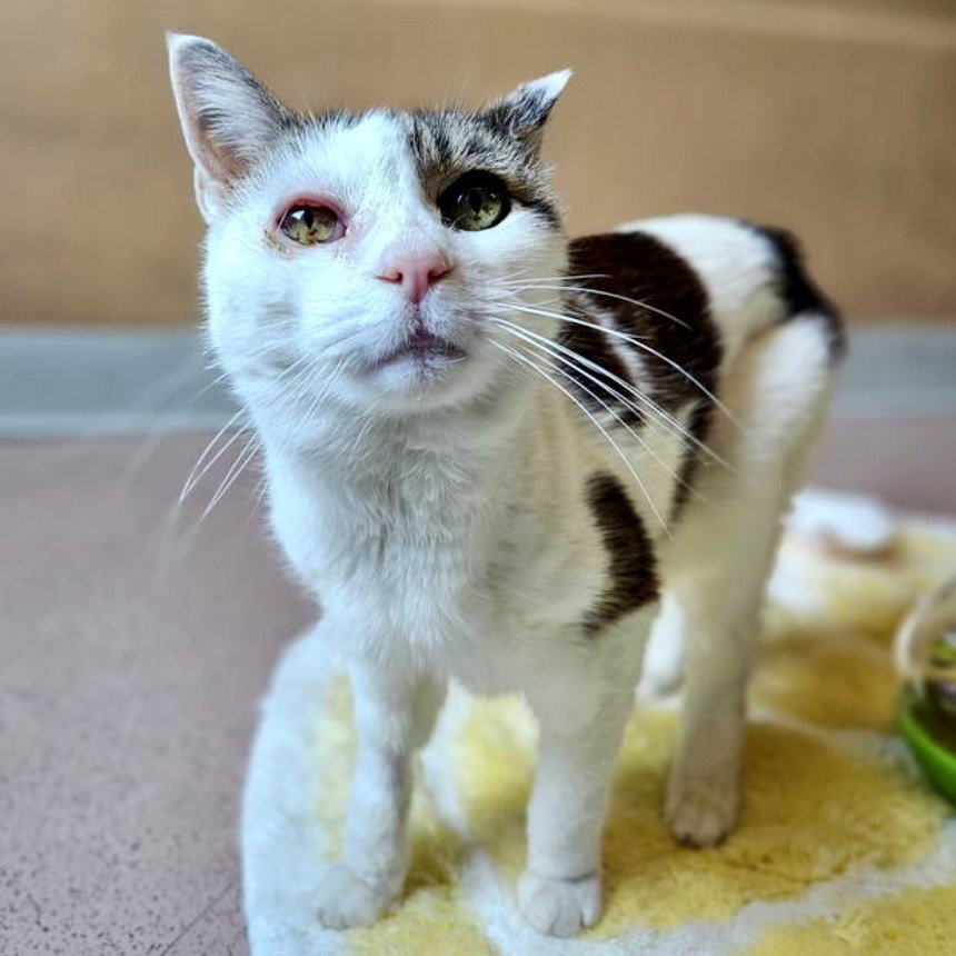 Devib Rue Cat Rue